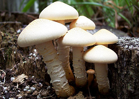 The RSPB: Youth: Decomposers